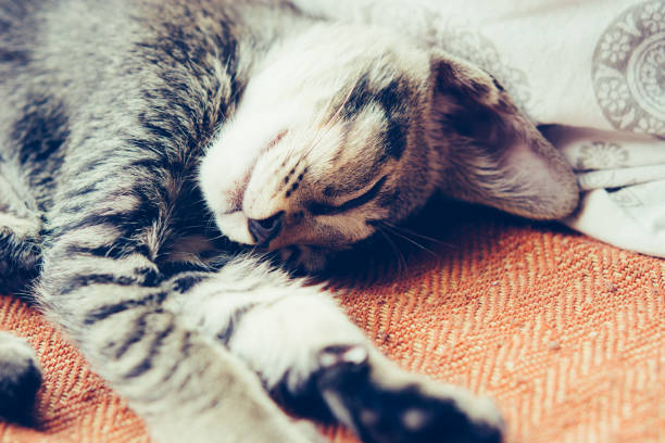 istock Cute little kitten sleeps on the blanket 1175262687