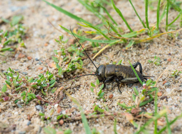 (Gryllus campestris) Field cricket in wildlife