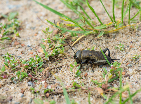 (Gryllus campestris) Field cricket