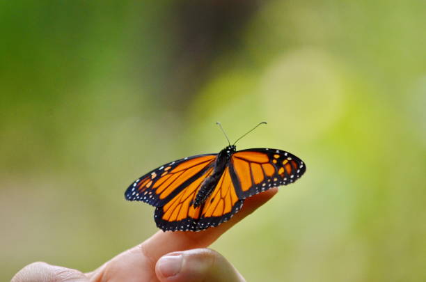 istock Monarch butterfly sitting on a finger 1175263809