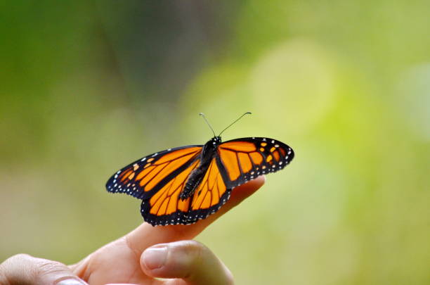 istock Monarch butterfly sitting on a finger 1175263810