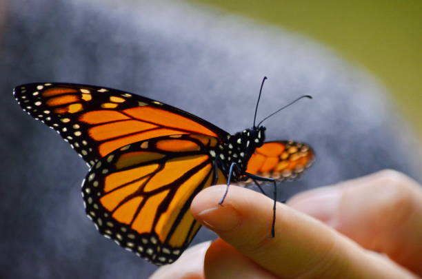 istock Monarch butterfly sitting on a finger 1175263831
