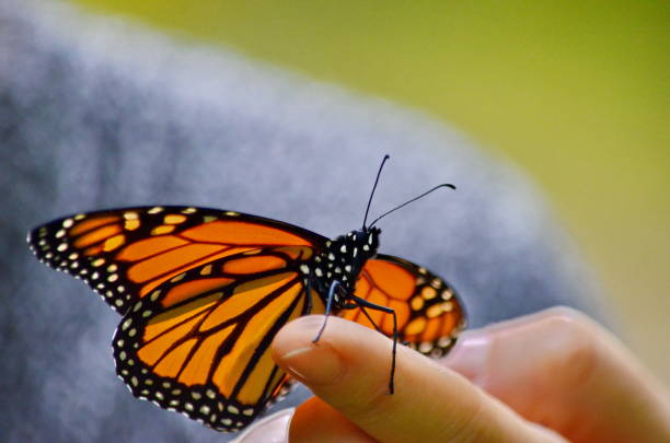 istock Monarch butterfly sitting on a finger 1175263846