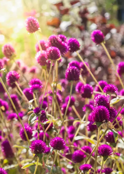 Meadow of purple clover blooming in the sunlight