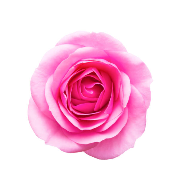 istock Beautiful Rose Flower Bud Isolated on White Background 1175264883