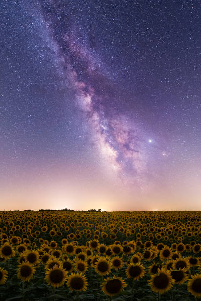 istock Sunflower Field Milkyway 1175265337