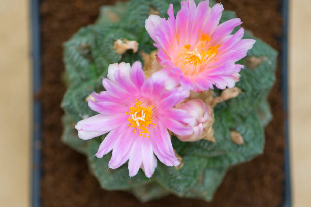 istock Pink flower of Ariocarpus cactus 1175265505