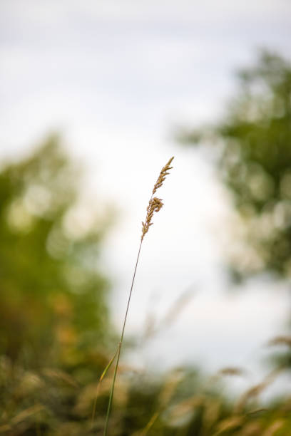 istock This plant is Pampas grass. Scientific name is Cortaderia selloana. 1175266071