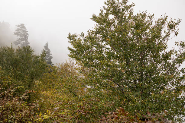 a trilha de appalachian dentro do parque nacional das grandes montanhas fumarentos - panoramic tennessee georgia usa - fotografias e filmes do acervo