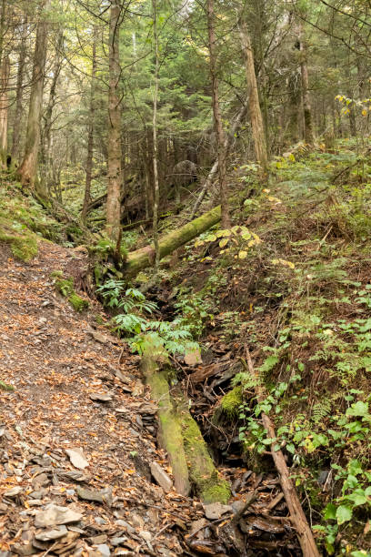 a trilha de appalachian dentro do parque nacional das grandes montanhas fumarentos - panoramic tennessee georgia usa - fotografias e filmes do acervo