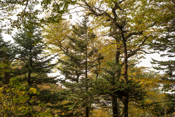 a trilha de appalachian dentro do parque nacional das grandes montanhas fumarentos - panoramic tennessee georgia usa - fotografias e filmes do acervo