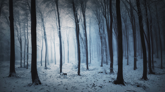 Winter in foggy forest.