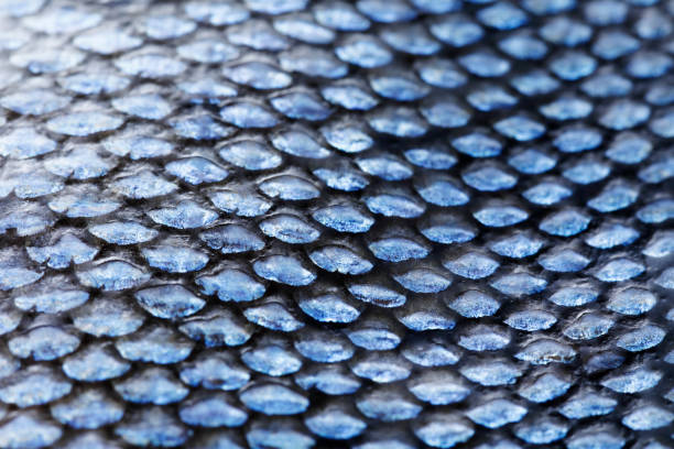 istock Extreme Close-up of Coho Salmon Scale 1175266817
