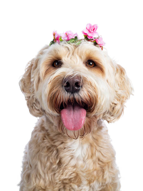 istock Head shot of Labradoodle on white 1175267813