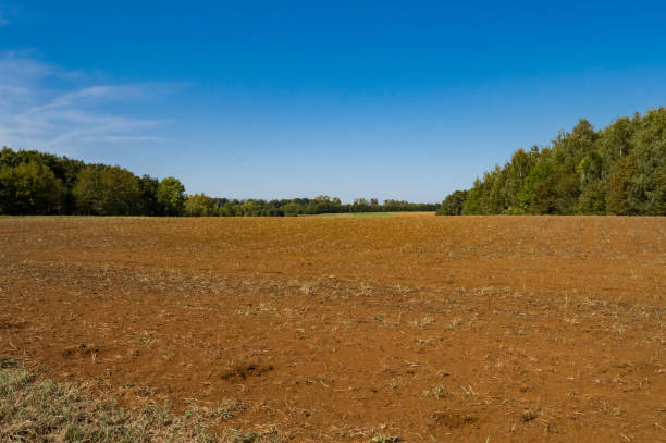 istock Cornfield plow for the next growing season 1175268516