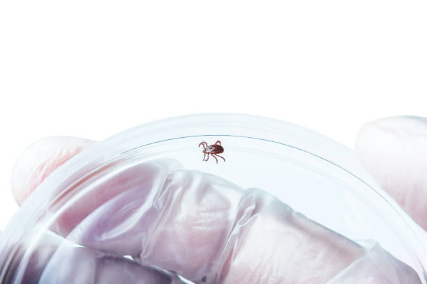 lyme disease infected tick parasite insect laboratory tube glass vial science medical research isolated on white.encephalitis virus or lyme borreliosis disease infectious dermacentor tick macro. - lyme disease imagens e fotografias de stock