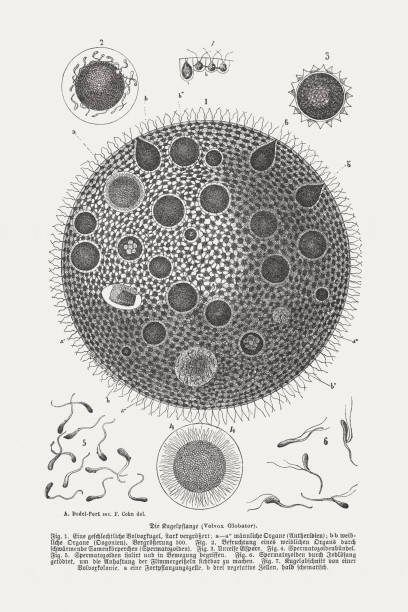 Green algae (Volvox globator), wood engraving, published in 1894 Green algae (Volvox globator): 1) Spherical colony, a - a" - male organs, bb - female organs (Oogonium); 2) Fertilization of a female organ by floating seeds (Spermatozoids); 3) Immature egg spore; 4) Spermatozoids bundle; 5) Spermatozoids, isolated and in motion; 6) Spermatozoids, killed by iodine solution to visualize the attachment of the flimmer flagellum; 7) Detail of a spherical colony, a - reproductive cell, b - three vegetative cells, semi-schematic. Volvox is a polyphyletic genus of chlorophyte green algae in the family Volvocaceae. It forms spherical colonies of up to 50,000 cells. They live in a variety of freshwater habitats. Wood engraving, published in 1894. volvox stock illustrations