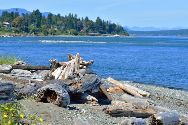 Driftwood on the Beach Campbell River British Columbia Canada