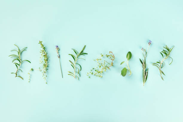 istock Culinary aromatic herbs on a teal blue background. Rosemary, thyme, lavender, sage, shot from the top with a place for text 1175269663