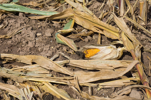 Climate Change Corn Corn Crop Or Withered Crop Due To Climate Change Stock Photo - Download ...