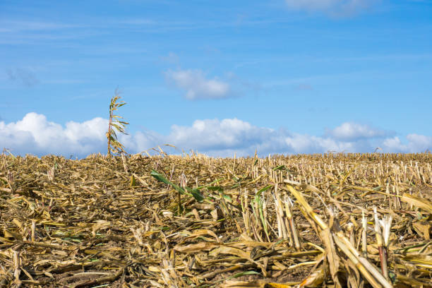 maisernte oder verdorristes ernteaufgrund des klimawandels - crop damage stock-fotos und bilder