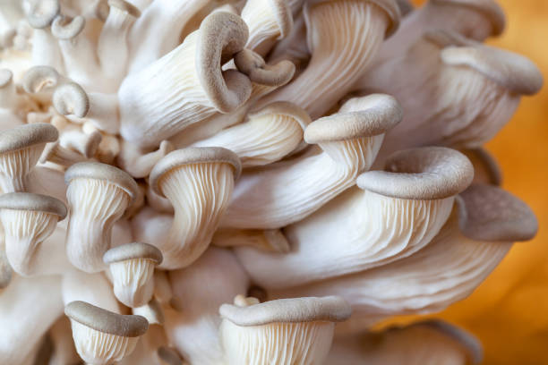 istock Young oyster mushrooms during breeding 1175271398