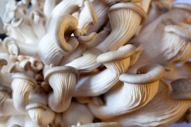 istock Young oyster mushrooms during breeding 1175271401