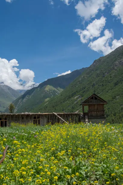 Photo of Beautiful Green Chitkul Village in Himachal Pradesh,India