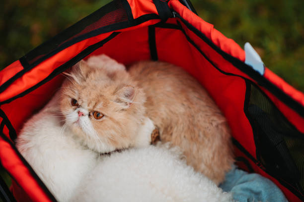istock Portrait of Cat lying down at the troller 1175273799