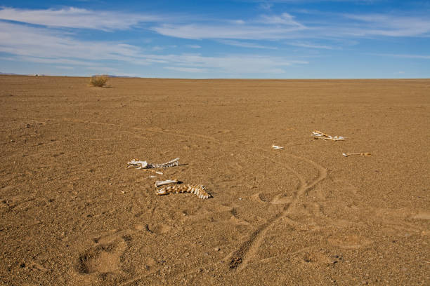 Bone in the foreground. Next to it there are also remains of skin with hair. In the background you can see more skeletal remains of the animal.