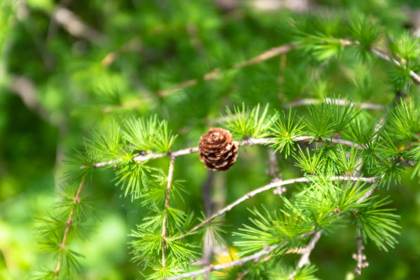 晴れた夏の日に若い松の枝に惑星塊の性質。 - pine tree pine cone branch isolated ストックフォトと画像
