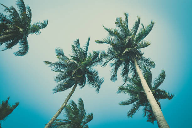 istock Coconut palm trees foliage under sky. Vintage background. Retro toned poster. 1175278887