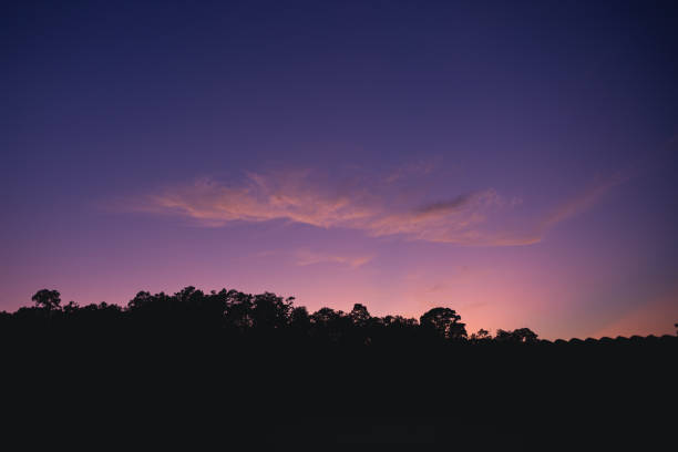 istock Milky way sky At night in the forest 1175278992