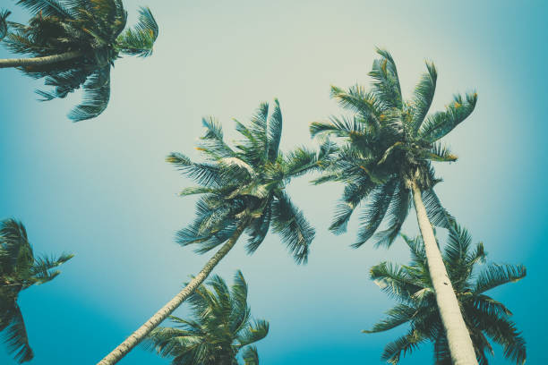 istock Coconut palm trees foliage under sky. Vintage background. Retro toned poster. 1175279018