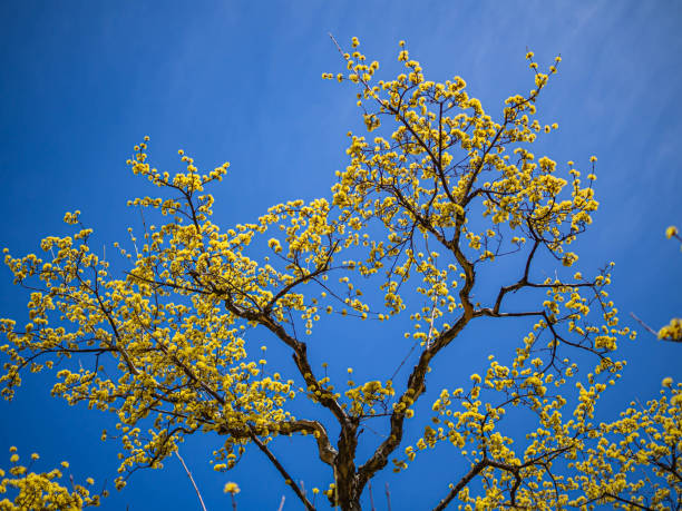 istock Beautiful small yellow cornelian cherry flowers bloom with vibrant blue sky. 1175279178