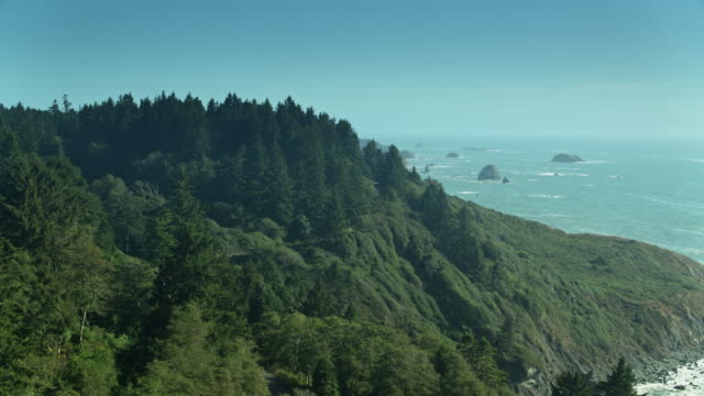 Road Through Redwood Trees Above Pacific Ocean