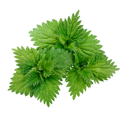 Stinging nettles isolated on white background as package design element