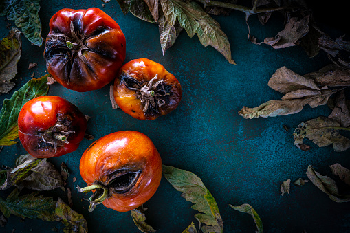 Pest rotten tomatoes with tomato plant leaves