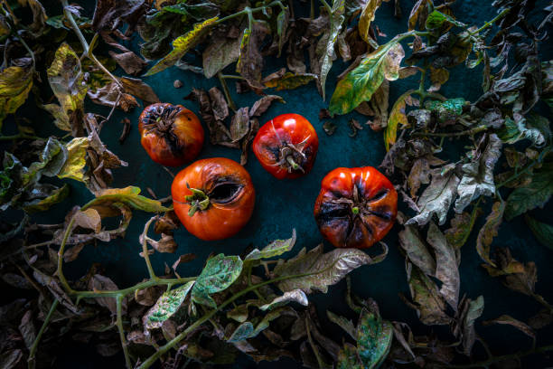 istock Pest rotten tomatoes with tomato leaves 1175280719