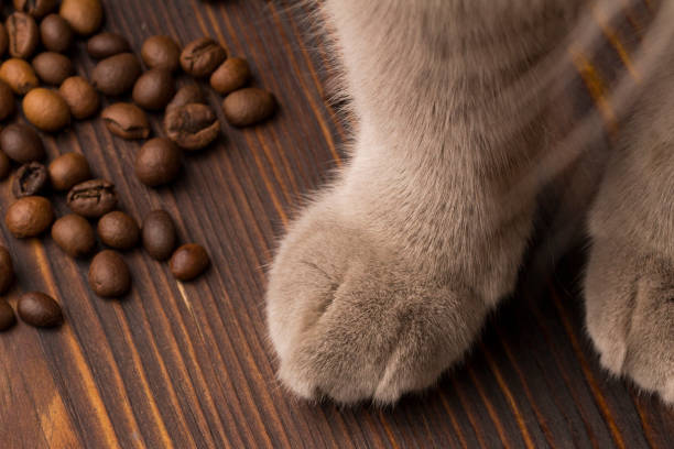 cat paws and coffee beans on a dark wood background