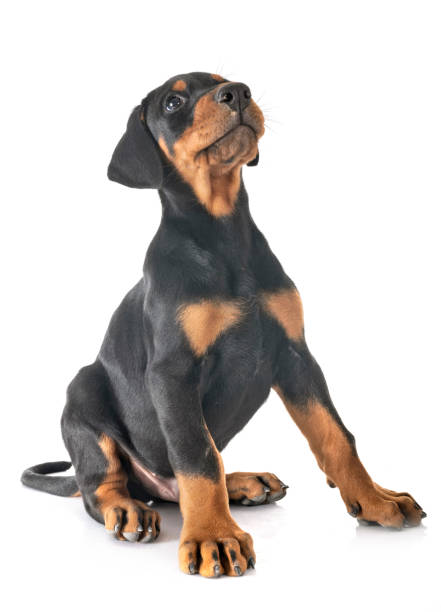 istock puppy Doberman Pinscher 1175281731