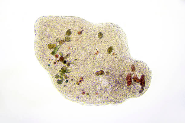 micrograph of amoeba - fotografia de stock