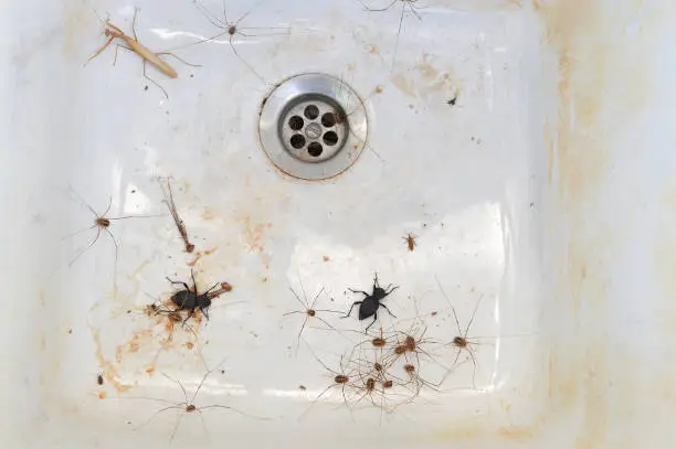 Tan Praying Mantis, Black Beetles and Cluster of Pholcidae Daddy Long Leg Spiders  (also called cellar spiders)  in dirty porcelain sink