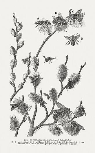 Honey and pollen-seeking insects on pussy willows: A) Honey bee; B) Hairy-footed flower bee (Anthophora plumipes); C) Earth bumblebee (Bombus terrestris); D) Sand bee (Andrena flavipes). Below and in the middle: Hornets, wasps, bumblebees and flies. Wood engraving, published in 1894.