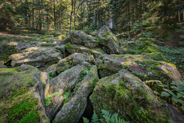 Blockstrom, stones, rocks, blocks, Steinstuben, Steinstubn, Voglarn, Wittibreut, Triften, Landkreis Pfarrkirchen, Lower Bavaria, Bavaria, Germany, geology, nature, landscape, forest, moss, sight, excursion, nobody, geotope