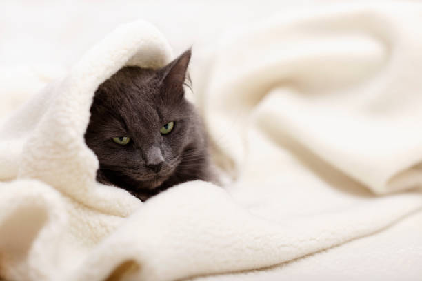 istock Beautiful gray fluffy cat sleeping on the couch. 1175285437