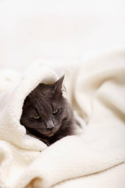 istock Beautiful gray fluffy cat sleeping on the couch. 1175285446