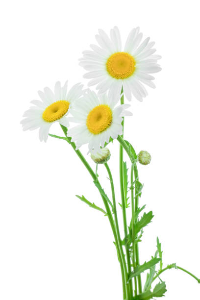 istock one chamomile or daisies with leaves isolated on white background 1175285847