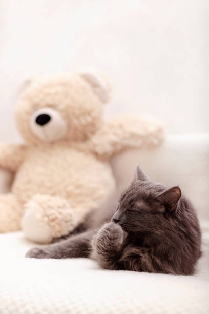 istock Beautiful gray fluffy cat sleeping on the couch. 1175285850