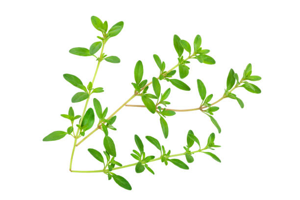 istock Fresh thyme spice isolated on white background, Top view. Flat lay. 1175285862